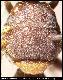 Dacus carvalhoi Munro, 1984
