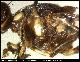 Dacus congoensis White, 2006