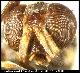 Dacus fissuratus White, 2006
