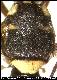 Dacus fissuratus White, 2006