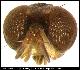Dacus meladassus Munro, 1984
