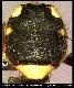 Dacus meladassus Munro, 1984