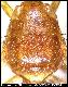 Dacus nairobensis White, 2006