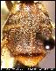 Dacus adustus Munro, 1948