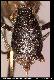 Dacus attenuatus Collart, 1935