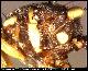 Dacus carnesi Munro, 1984