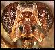 Dacus masaicus Munro, 1937