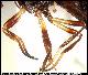 Dacus siliqualactis Munro, 1939