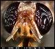 Dacus siliqualactis Munro, 1939