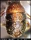 Dacus sphaeristicus Speiser, 1910