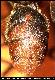 Dacus transitorius Collart, 1935
