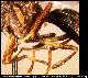 Dacus transitorius Collart, 1935