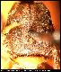 Dacus transitorius Collart, 1935