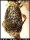 Dacus externellus Munro, 1984