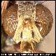 Dacus temnopterus Bezzi, 1928
