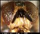 Dacus basifasciatus Hering, 1941