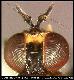 Dacus basifasciatus Hering, 1941
