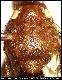 Dacus rubicundus Bezzi, 1924