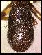 Dacus trigonus Bezzi, 1919