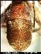 Dacus lounsburyii Coquillett, 1901