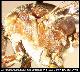 Dacus lounsburyii Coquillett, 1901