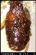 Dacus inclytus Munro, 1984