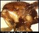 Dacus inclytus Munro, 1984
