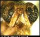 Dacus mirificus Munro, 1984