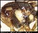Dacus mirificus Munro, 1984