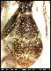 Dacus melanaspis Munro, 1984