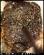 Dacus melanaspis Munro, 1984