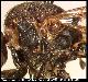 Dacus melanaspis Munro, 1984
