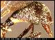 Dacus xanthaspis Munro, 1984