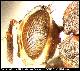 Dacus xanthaspis Munro, 1984