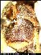 Dacus xanthaspis Munro, 1984