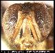 Dacus arabicus White, 2006