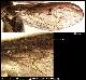 Dacus arabicus White, 2006
