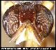 Dacus purpurifrons Bezzi, 1924