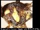 Dacus purpurifrons Bezzi, 1924