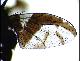 Carpophthoromyia interrupta De Meyer, 2006
