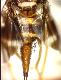 Carpophthoromyia litterata Munro, 1933
