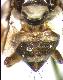 Carpophthoromyia schoutedeni De Meyer, 2006
