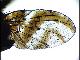 Carpophthoromyia tessmanni Enderlein, 1920