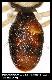 Dacus kaplanae White & Goodger, 2009