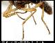 Dacus kaplanae White & Goodger, 2009