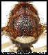 Dacus kaplanae White & Goodger, 2009