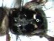 Neoceratitis albiseta (N.) De Meyer & Freidberg, 2012