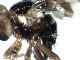 Neoceratitis albiseta (N.) De Meyer & Freidberg, 2012