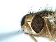 Ceratitis pallidula De Meyer, Mwatawala & Virgilio, 2016