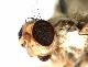 Ceratitis taitaensis De Meyer & Copeland, 2016
